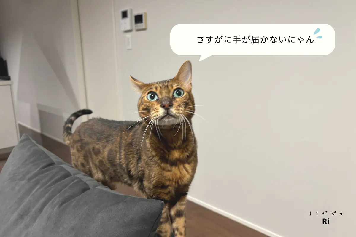 猫の写真