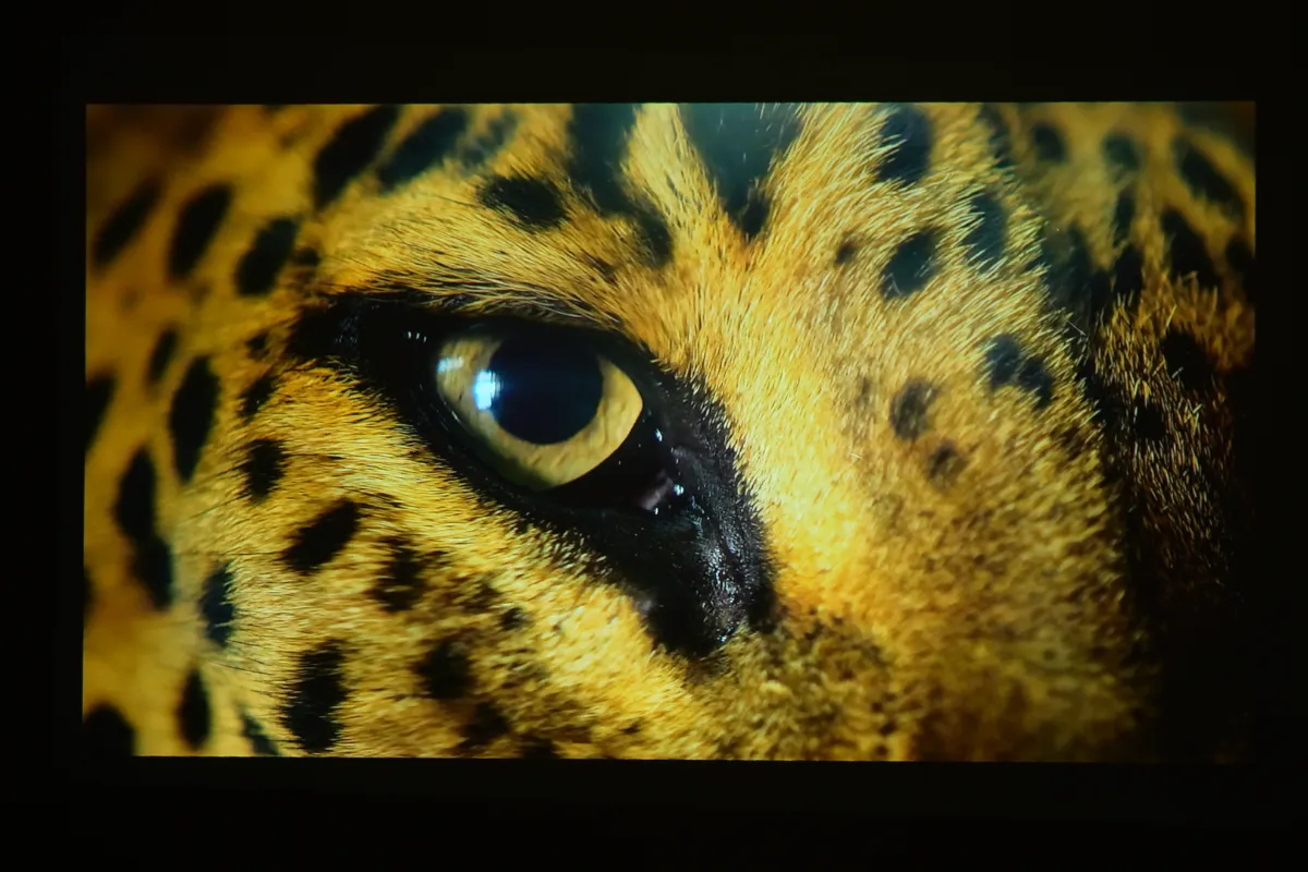 Nebula P1の色再現とディテール表現